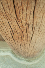 close up of old fine tree house column