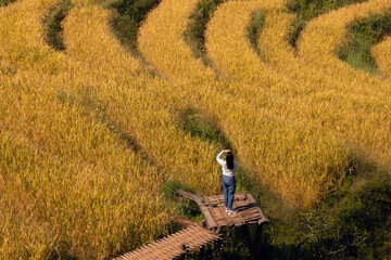 A woman standing on a wooden walkway in a terraced rice field. Terraced rice field harvesting time...
