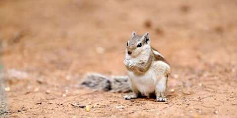 Cute little chipmunk sitting on ground and eats kernel of corn in green park and looking around,...