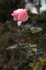 photography of pink rose in nature