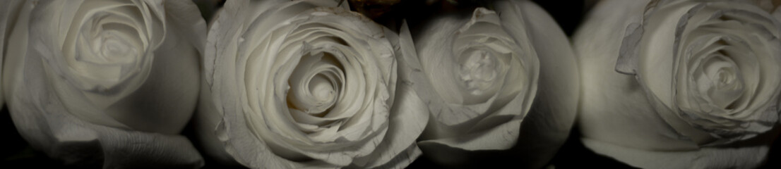 white rose photography, rose, romance