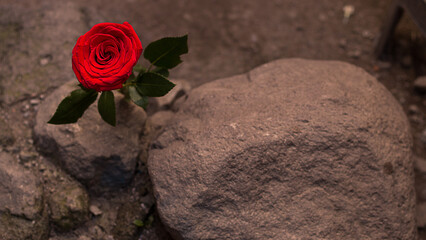 photograph of red rose next to a stone