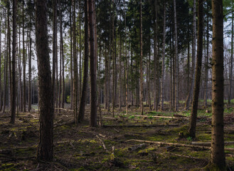 Natur und Wald, Forst Moos, Fichten, Zapfen