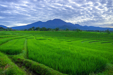 beautiful morning view from Indonesia of mountains and tropical forest