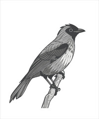 Obraz premium Bulbul Bird Victor Design