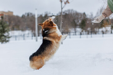 A Welsh Corgi Cardigan puppy in the park. Portrait of a smiling dog Welsh Corgi Pembroke	