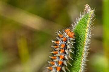 caterpillar on a leaf