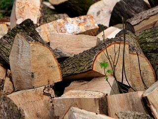 Forest logging, wood blocks, renewable resource for firewood. Sustainability, climate protection,...