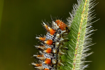 caterpillar on a leaf