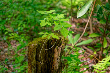 Poison ivy vine on a stump