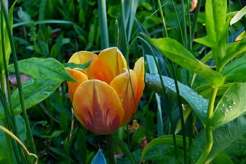 Tulpe im Blumenbeet