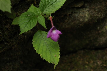 Flor close-up