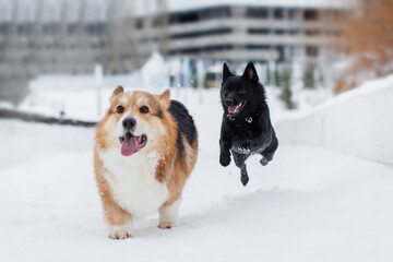 Schipperke and Welsh Corgi  dog in snow. a group of dogs