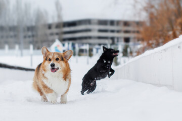 Schipperke and Welsh Corgi  dog in snow. a group of dogs