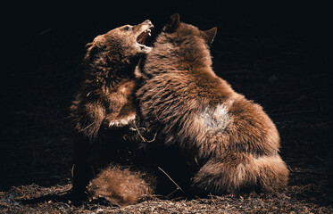brown bears in the woods fighting 