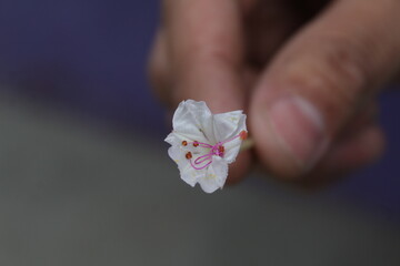 Flor blanca con pistilos rosas
