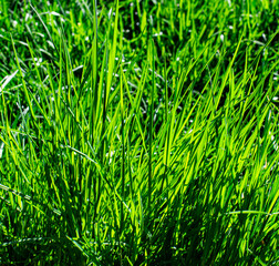 Colorful Green Grass
