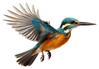 Fototapeta premium PNG Animal flying bird beak.