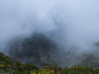 View of green foggy misty mountain landscape covered with yellow flowers and white dry trees at hiking trail PR12 to Pico Grande one of the highest peaks in the Madeira, Portugal