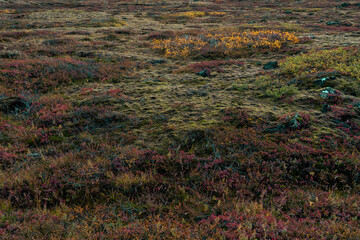 Texture of grassy area. Moss, blades of grass, small flowers, dense barren vegetation. Pattern, nature, lichens, Nordic flora.