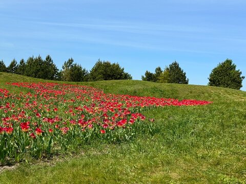 Field of tulips red flowers in the grass and sky.