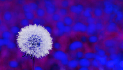 Abstract image of a white dandelion on a blue mottled background.