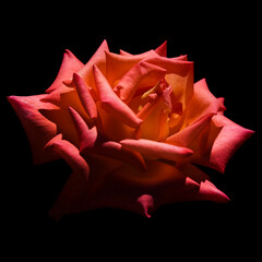 Fully opened pink and orange rose flower isolated on black background