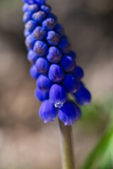Muscari armeniacum, Cantab flower or Grape hyacinth Cantab