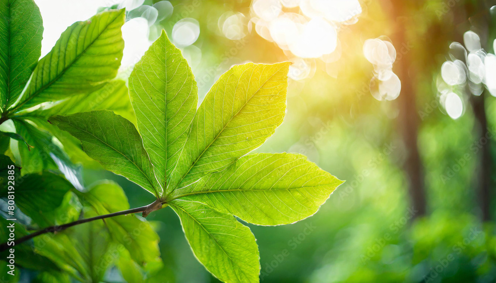 Sticker green leaves basking in sunlight against a clear blue sky, symbolizing growth, vitality, and rejuvenation