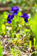 Viola tricolor on natural background