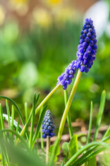 Muscari armeniacum, Cantab flower or Grape hyacinth Cantab