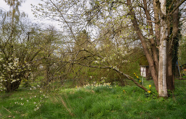 Wild romantischer Kleingarten, Wiese, Hütte