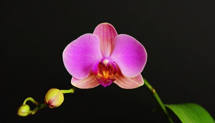 Vibrant Close-Up of Exotic orchid Flower Blooming