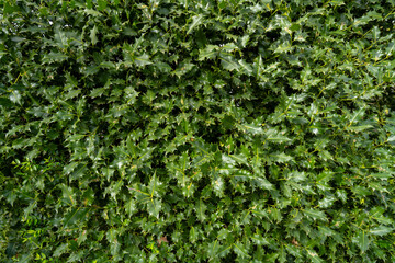 Gartenhecke frisches Grün mit Ilex, Stechpalmenhecke 