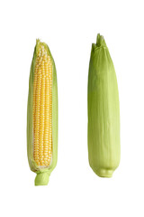 Two fresh yellow ear of corn with green leaves isolated on white, transparent background. Food ingredient, design element, farm, harvest, agriculture.
