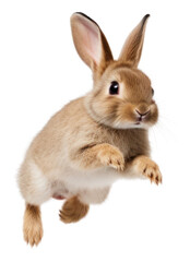 Obraz premium PNG Jumping animal mammal rodent.