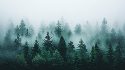   A fog-shrouded forest teeming with numerous trees in the foreground and select evergreens