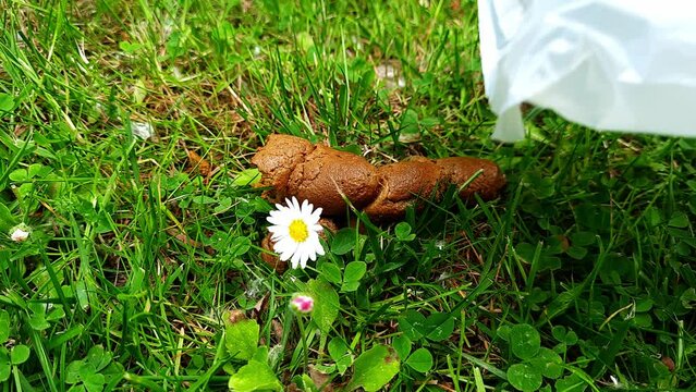 Dog poop and flower. Dog owner cleaning after his pet in park. Pet Excrement lying on green grass. Dog waste bag and hand close up.