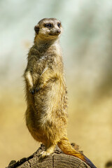 Fototapeta premium A Slender-tailed meerkat observing its surroundings at the zoo of Wroclaw