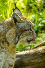 A Northern lynx licking its nose in the zoo of Wroclaw