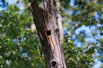 Close Up of Tree Trunk With two Holes