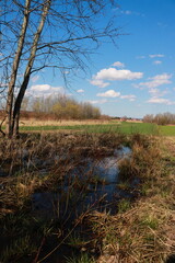 Podmokłe trawy © Ireneusz