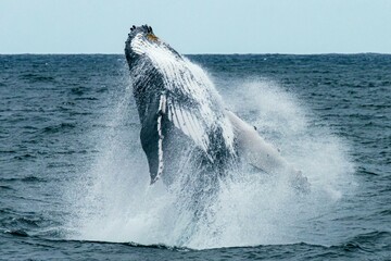Amazing photo of a wild humpback whale breaching in the ocean