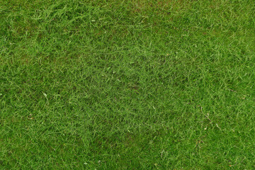 Surface of green mown grass.