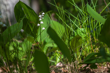 Lily of the valley - white flower with green leaves in the forest. Nice bokeh.