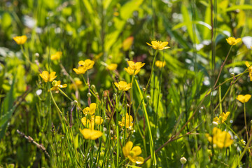 Obraz premium Yellow Blatouch - Caltha palustris flower with green leaves in the meadow.
