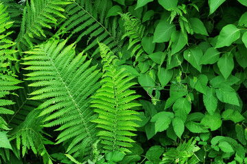 Close-up background of green vegetation.