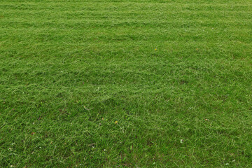 Freshly cut green grass in a field.