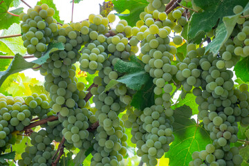 white grapes Isabella on the arch, grape harvest, autumn harvest
