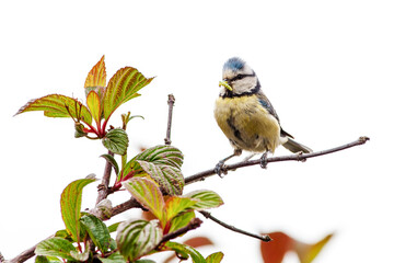 Eurasian blue tit (Cyanistes caeruleus) Passerine bird with caterpillar worm in the beak. isolated...